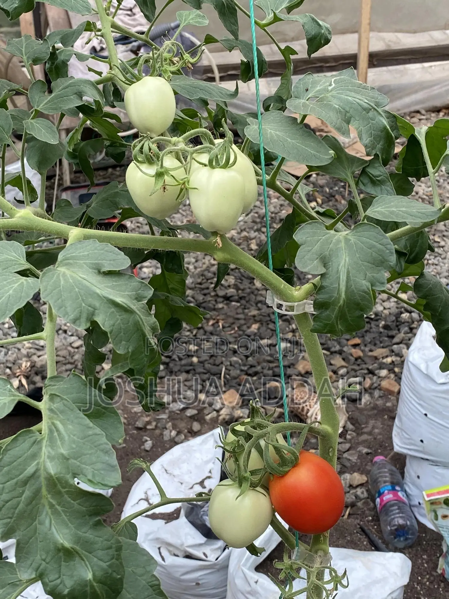 Growbag for Plants (Home Gardening+ Commercial Production