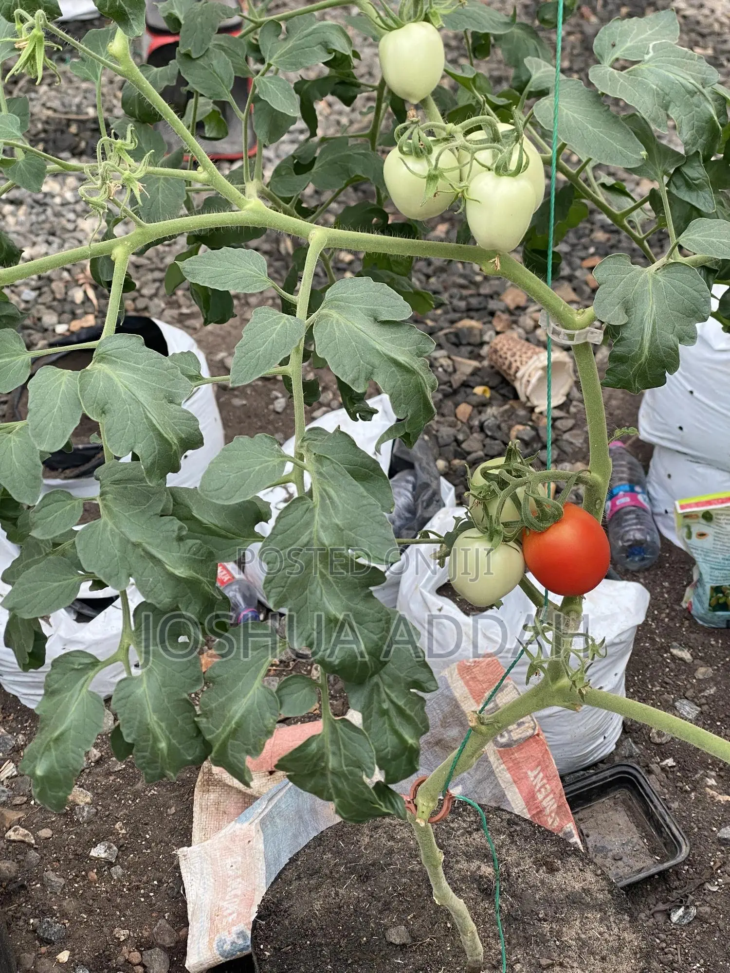 Growbag for Plants (Home Gardening+ Commercial Production