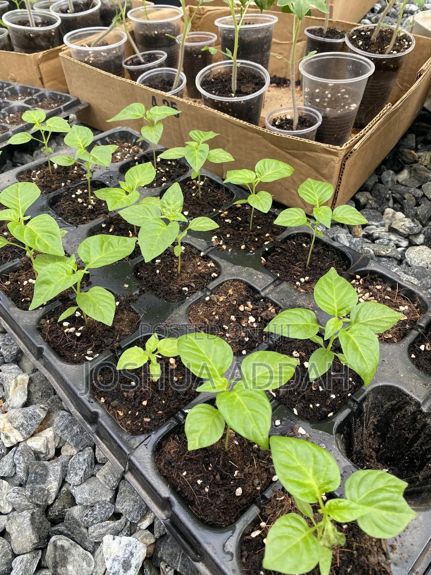 Growbag for Plants (Home Gardening+ Commercial Production