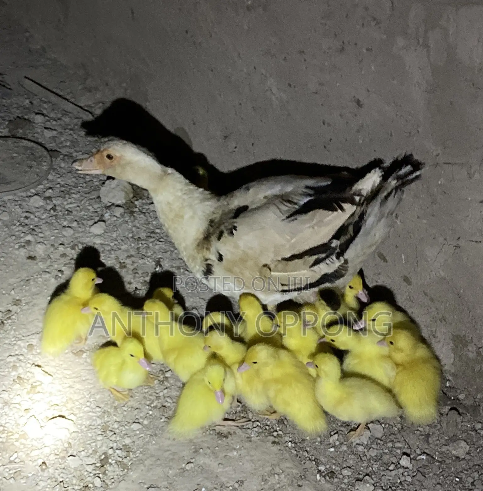 Day Old Ducklings