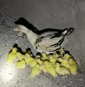 Day Old Ducklings