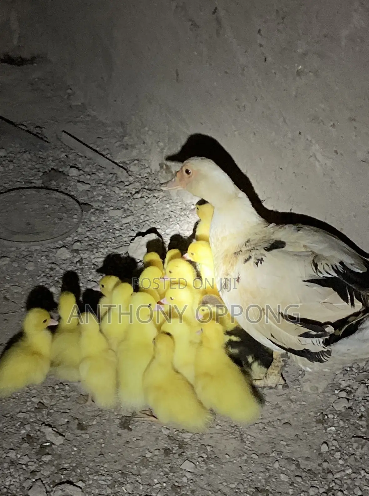 Day Old Ducklings