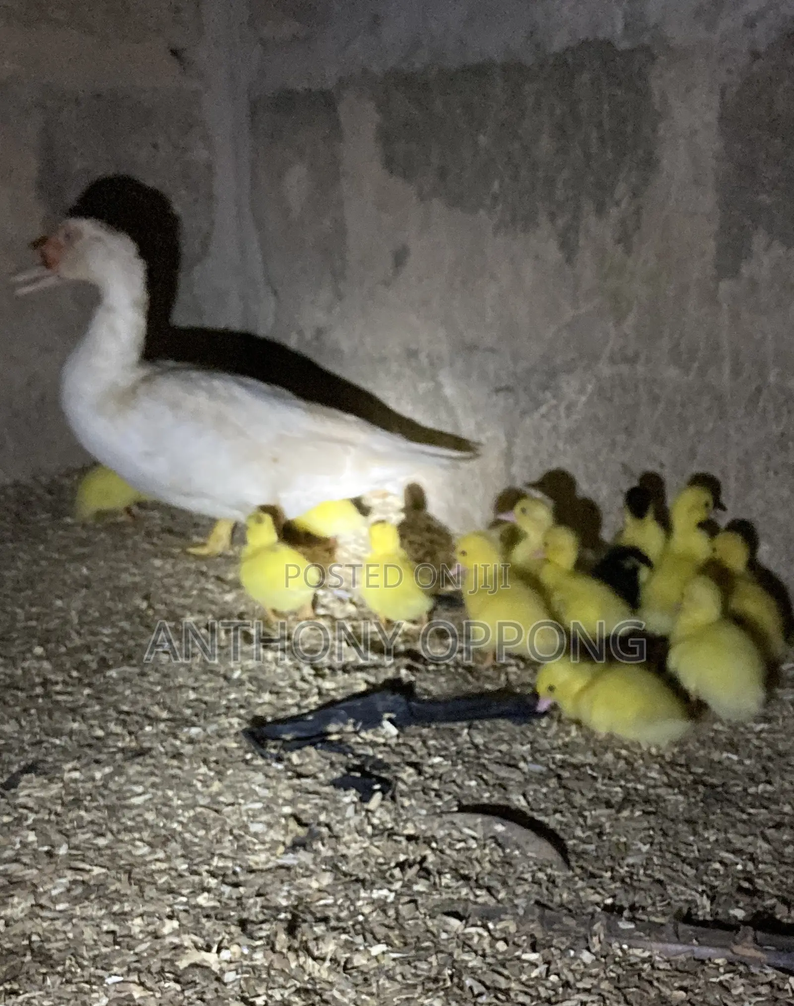 Day Old Ducklings