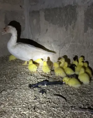 Day Old Ducklings