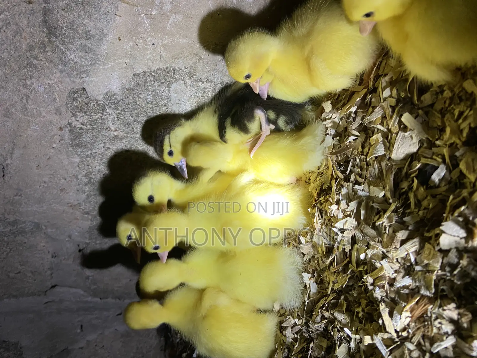 Day Old Ducklings