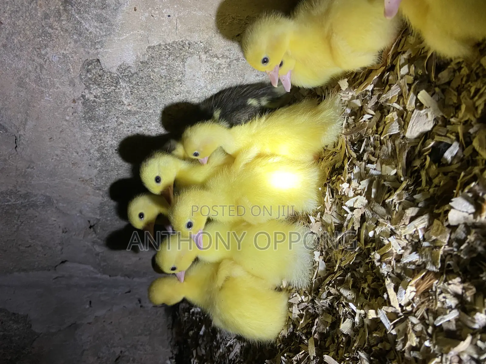 Day Old Ducklings
