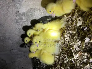 Day Old Ducklings