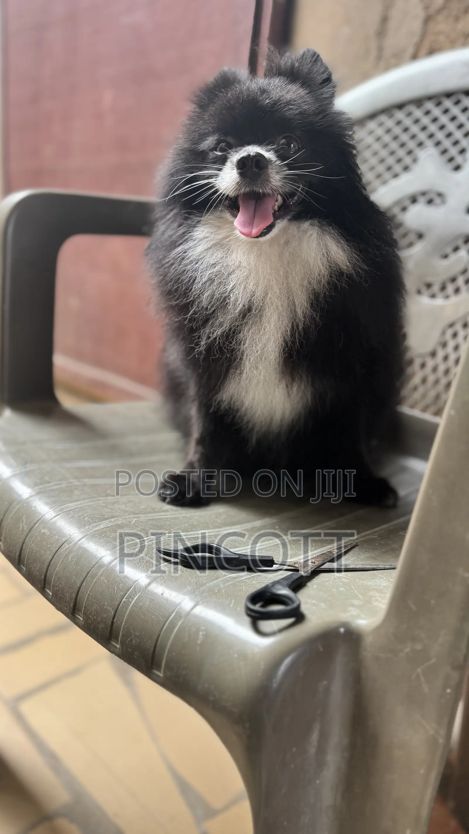 1+ year Male Purebred Pomeranian