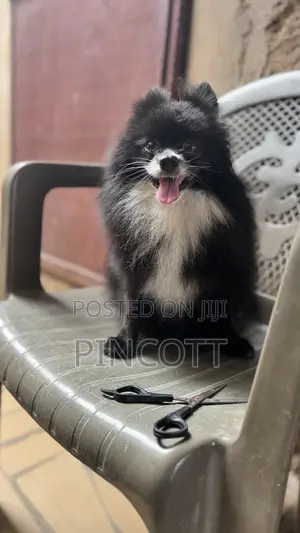 1+ year Male Purebred Pomeranian