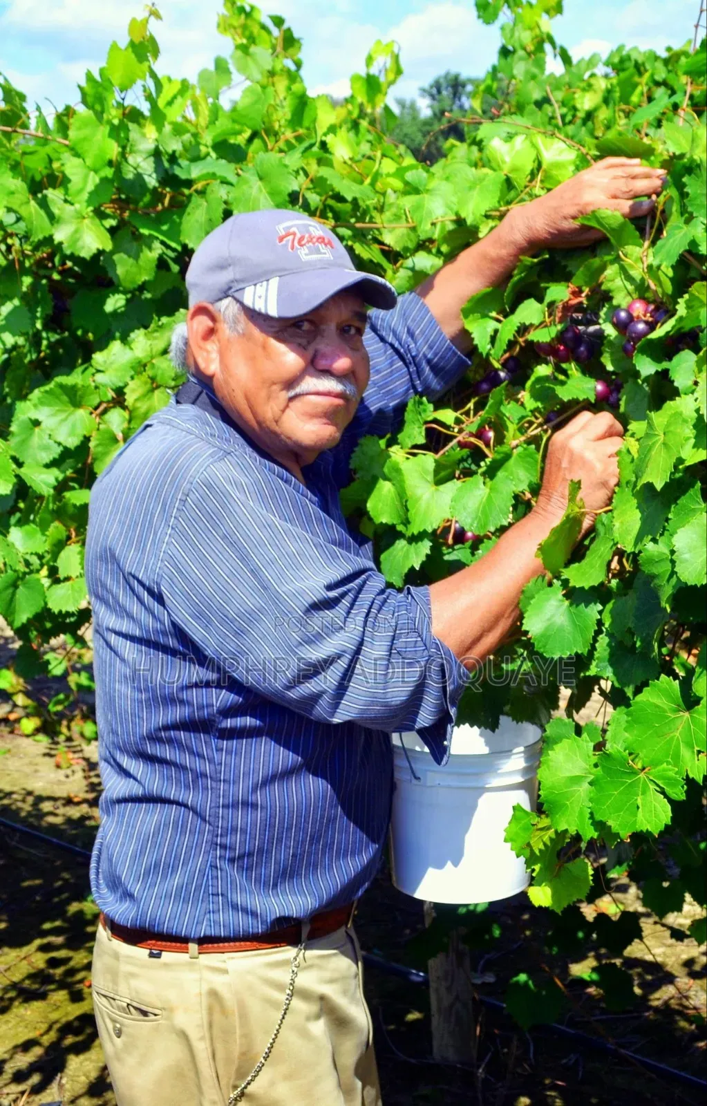 Apple and Berry Picking Farm Jobs to Canada