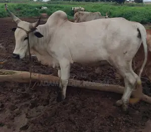 Cow for Sell