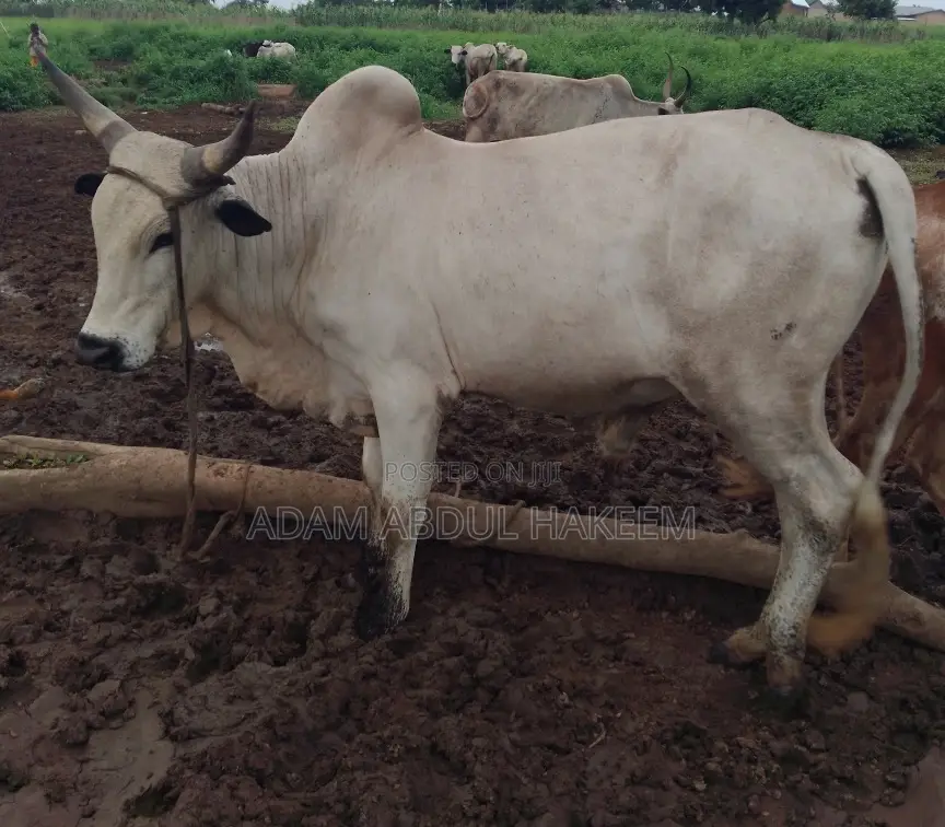 Cow for Sell