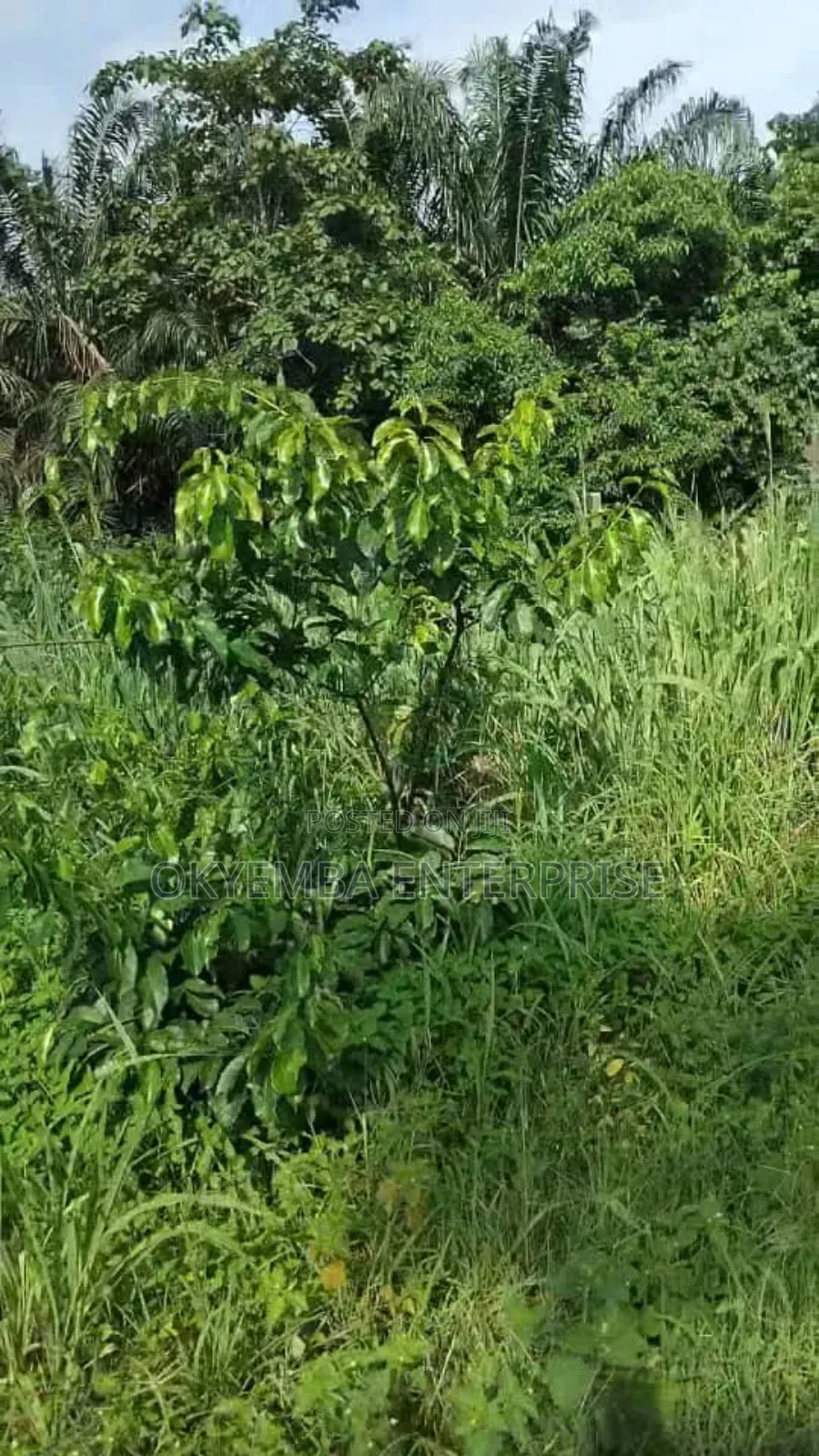 Farm Land for Sell at Very Affordable Price ,And Acres of Land