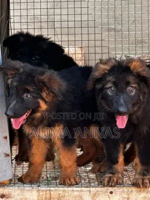 1-3 months Male Purebred German Shepherd