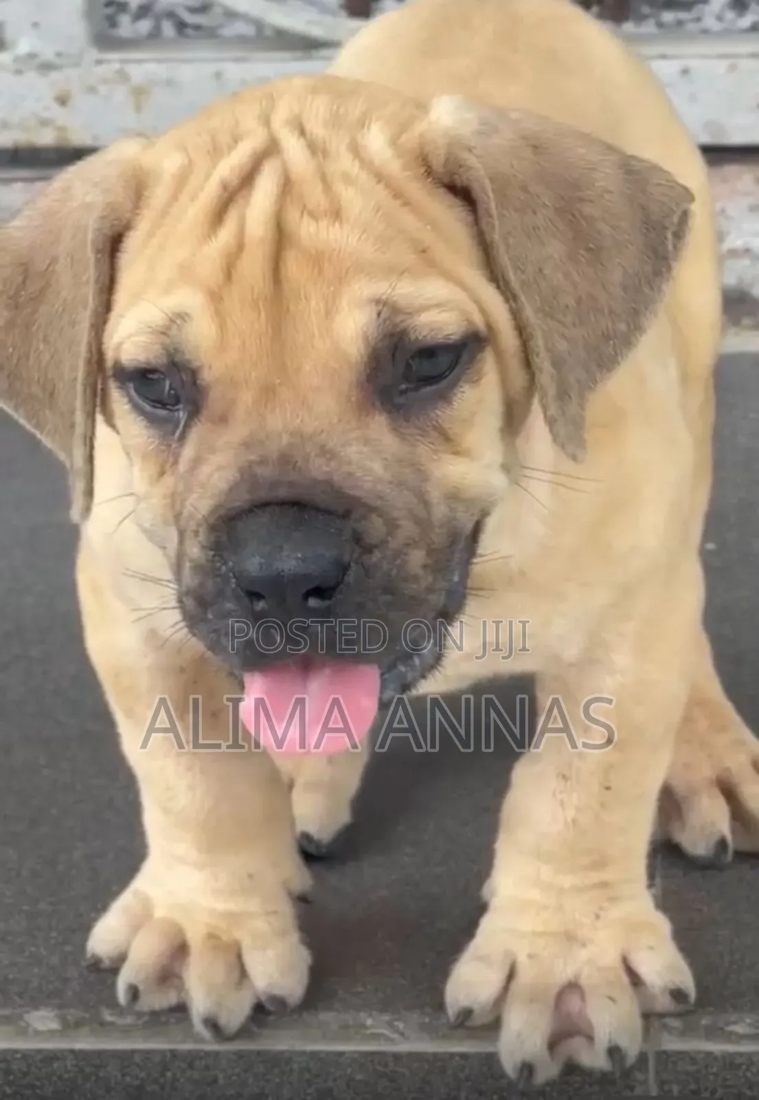 1-3 months Female Purebred Boerboel
