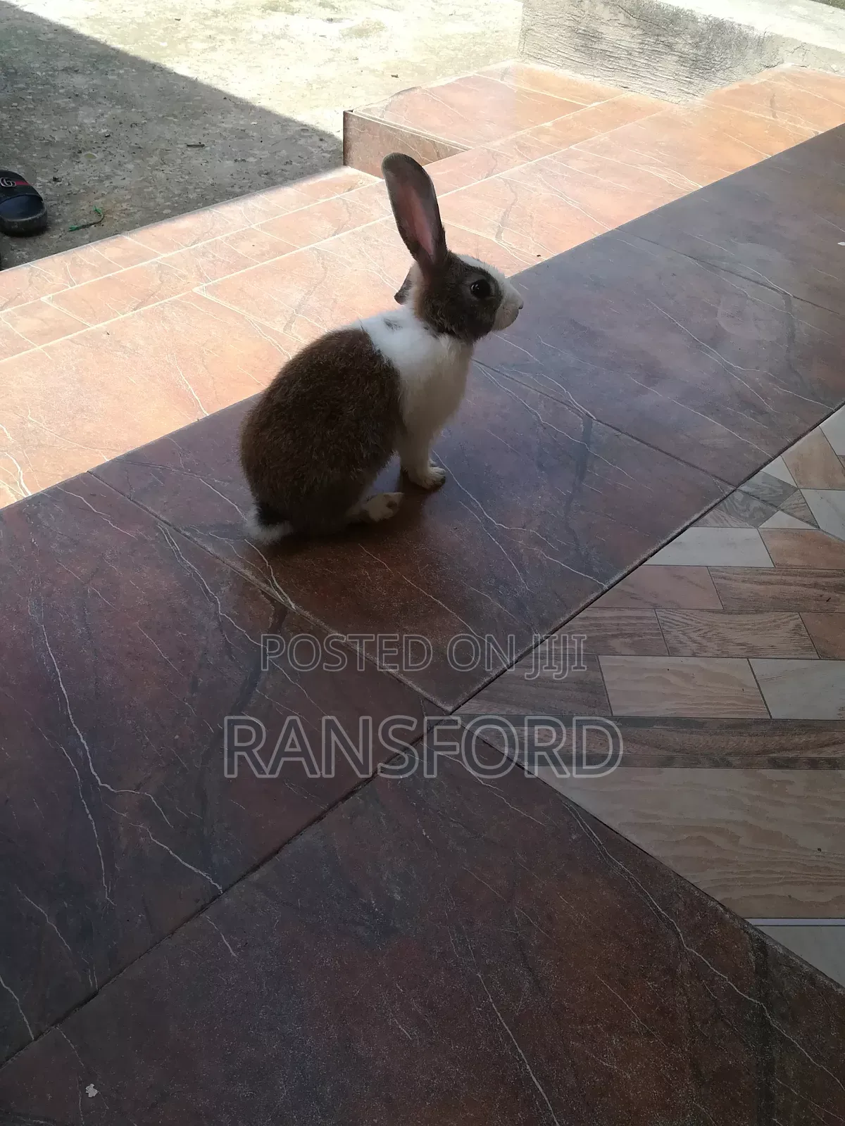 Rabbits Giant