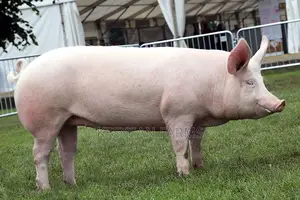 Pigs For Sale