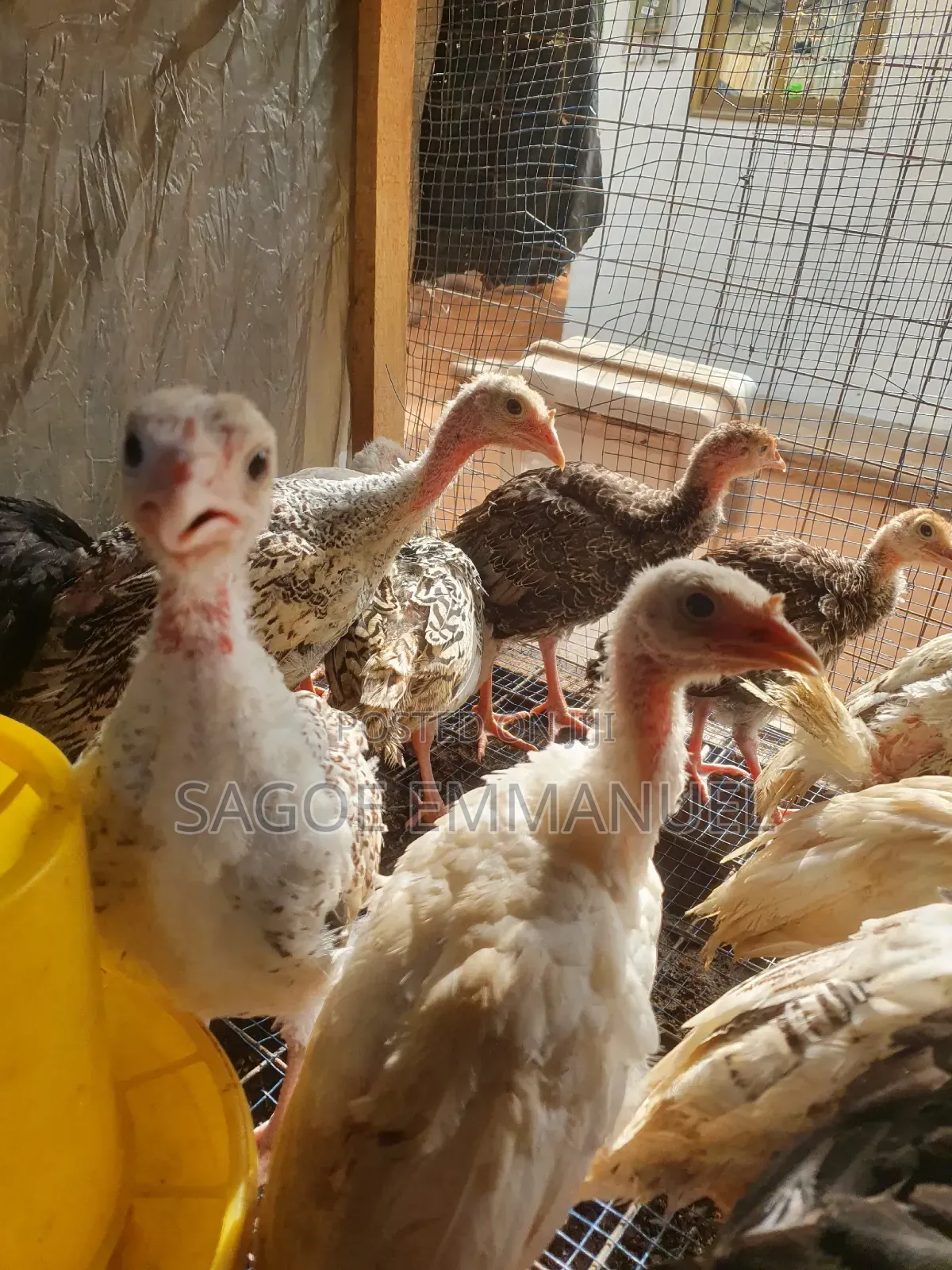 9 Weeks Old Turkeys for Sell