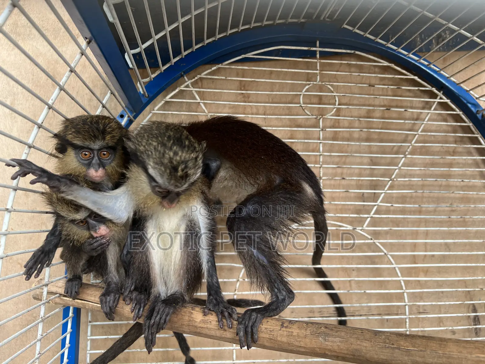 Small Pets