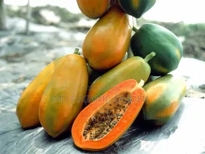 Maradol Papaya Plant