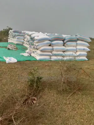 Local Paddy Rice
