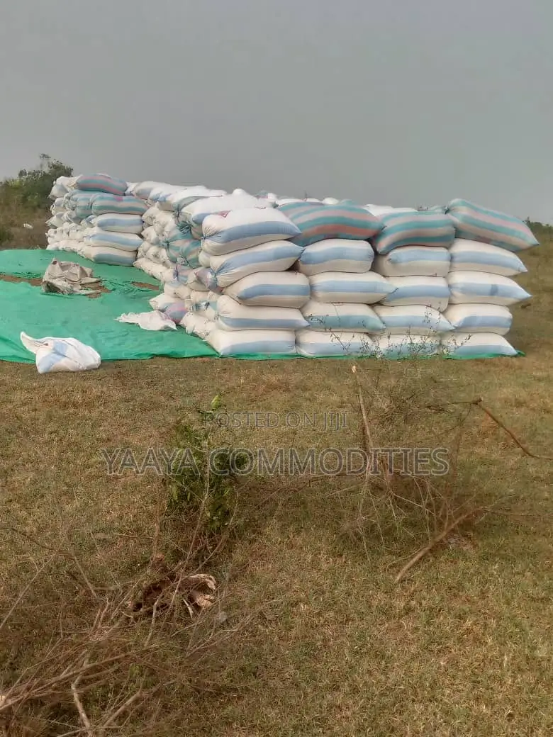 Local Paddy Rice