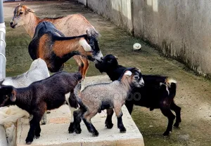 Goat Forsale