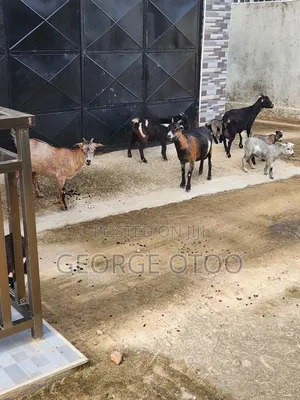 Goat Forsale