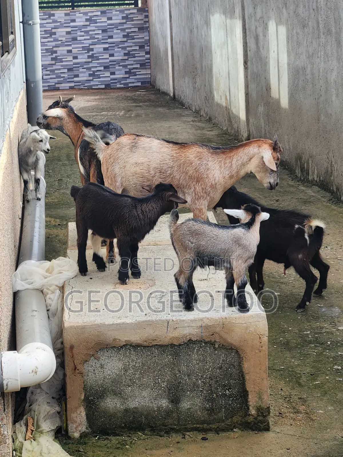 Goat Forsale