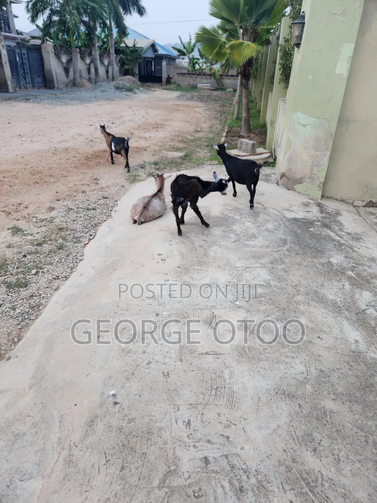 Goat Forsale