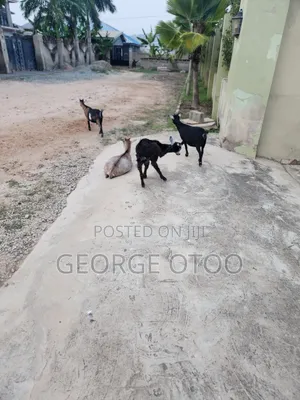 Goat Forsale
