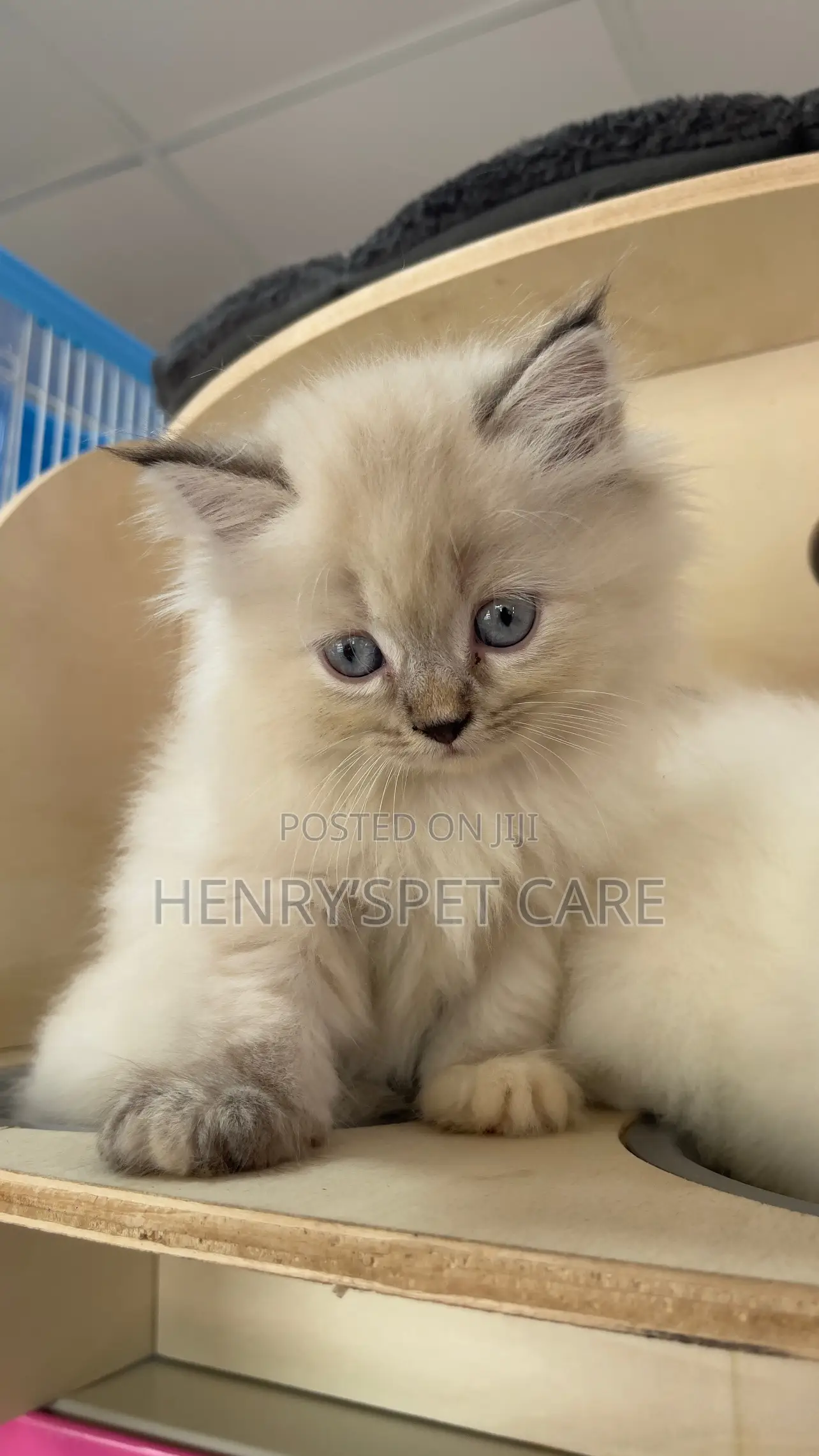 1-3 months Female Purebred Persian