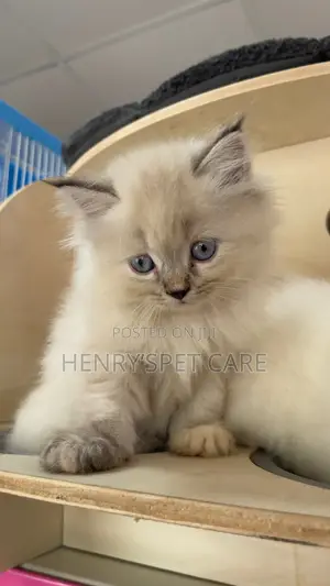 1-3 months Female Purebred Persian