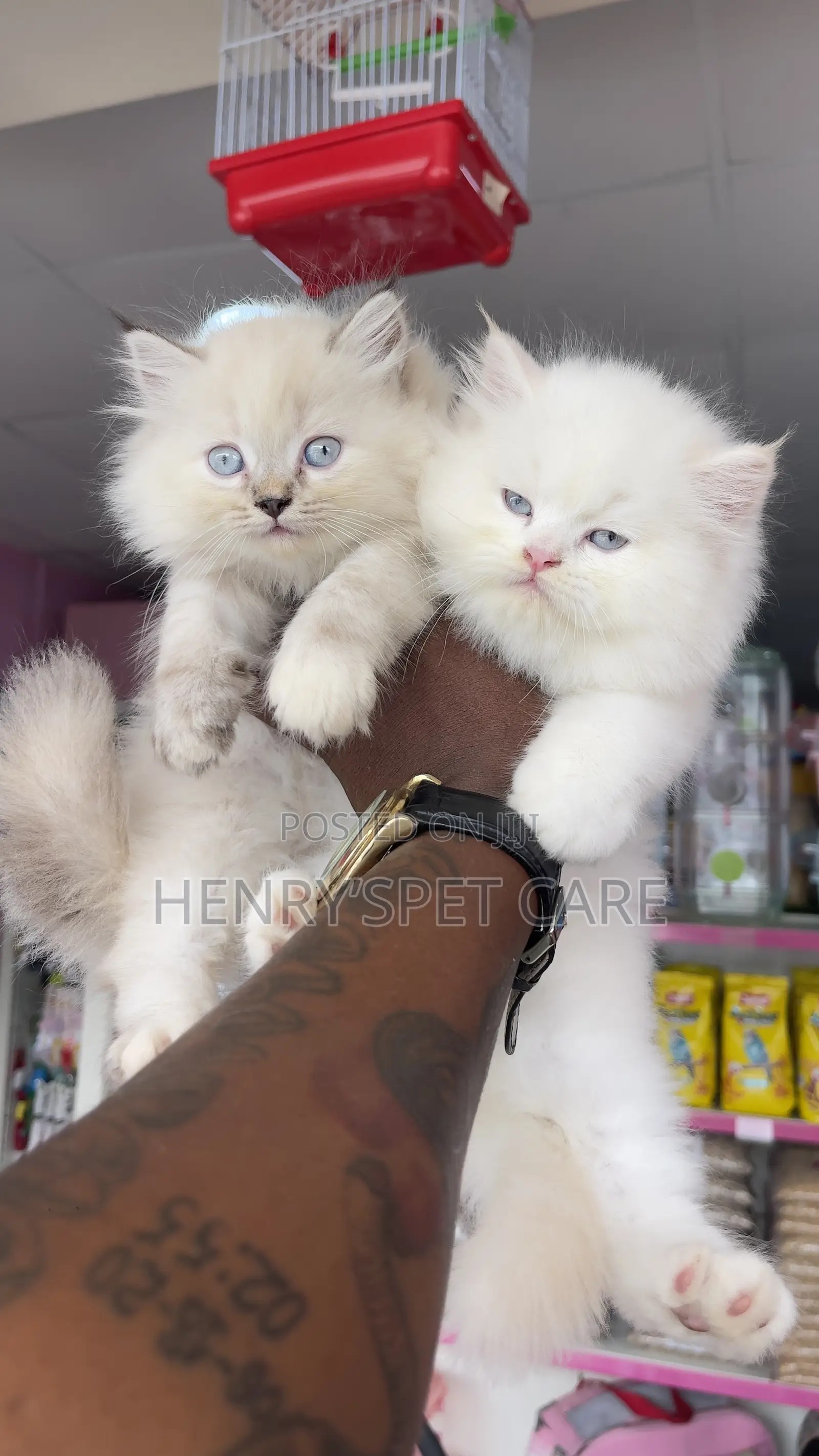 1-3 months Female Purebred Persian