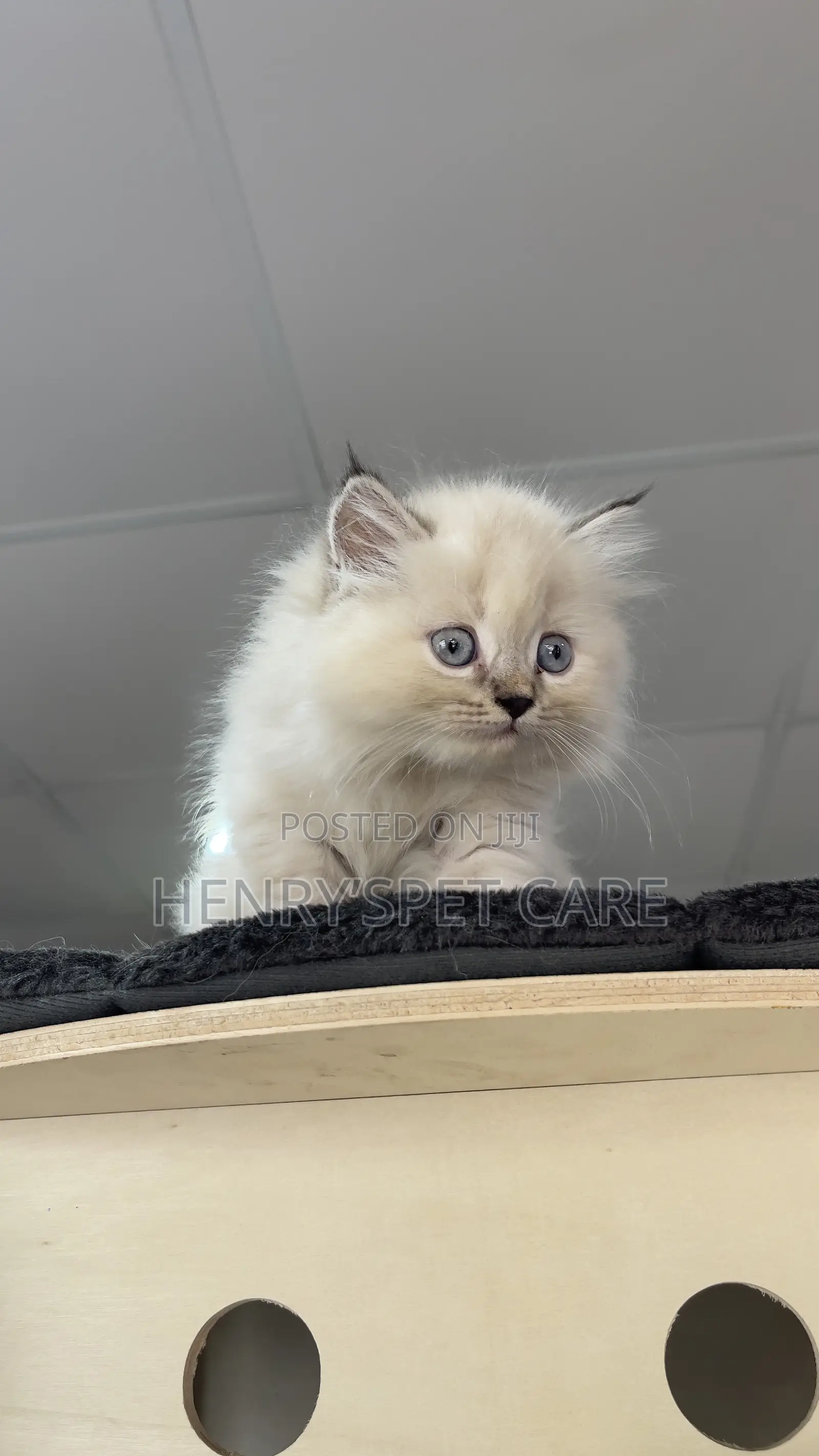 1-3 months Female Purebred Persian