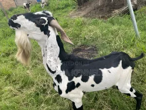 Chad Breed Goat
