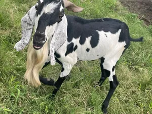 Chad Breed Goat
