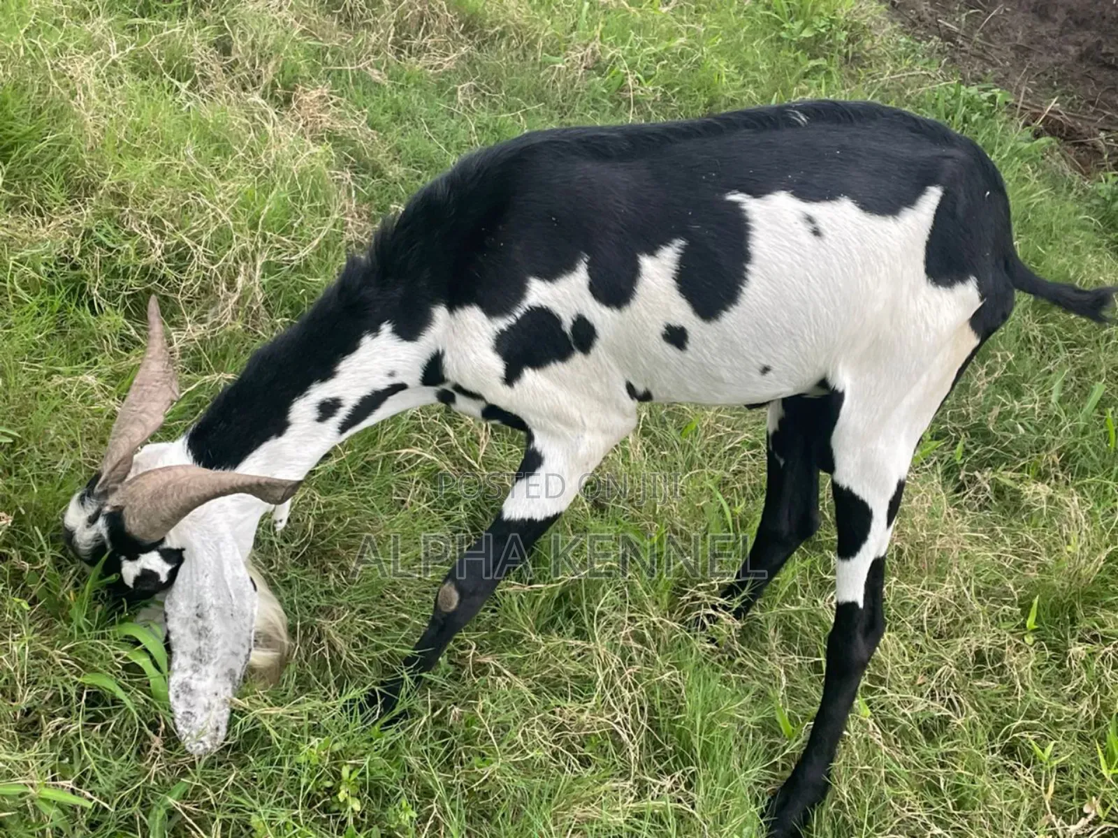 Chad Breed Goat