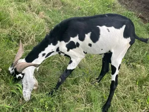 Chad Breed Goat