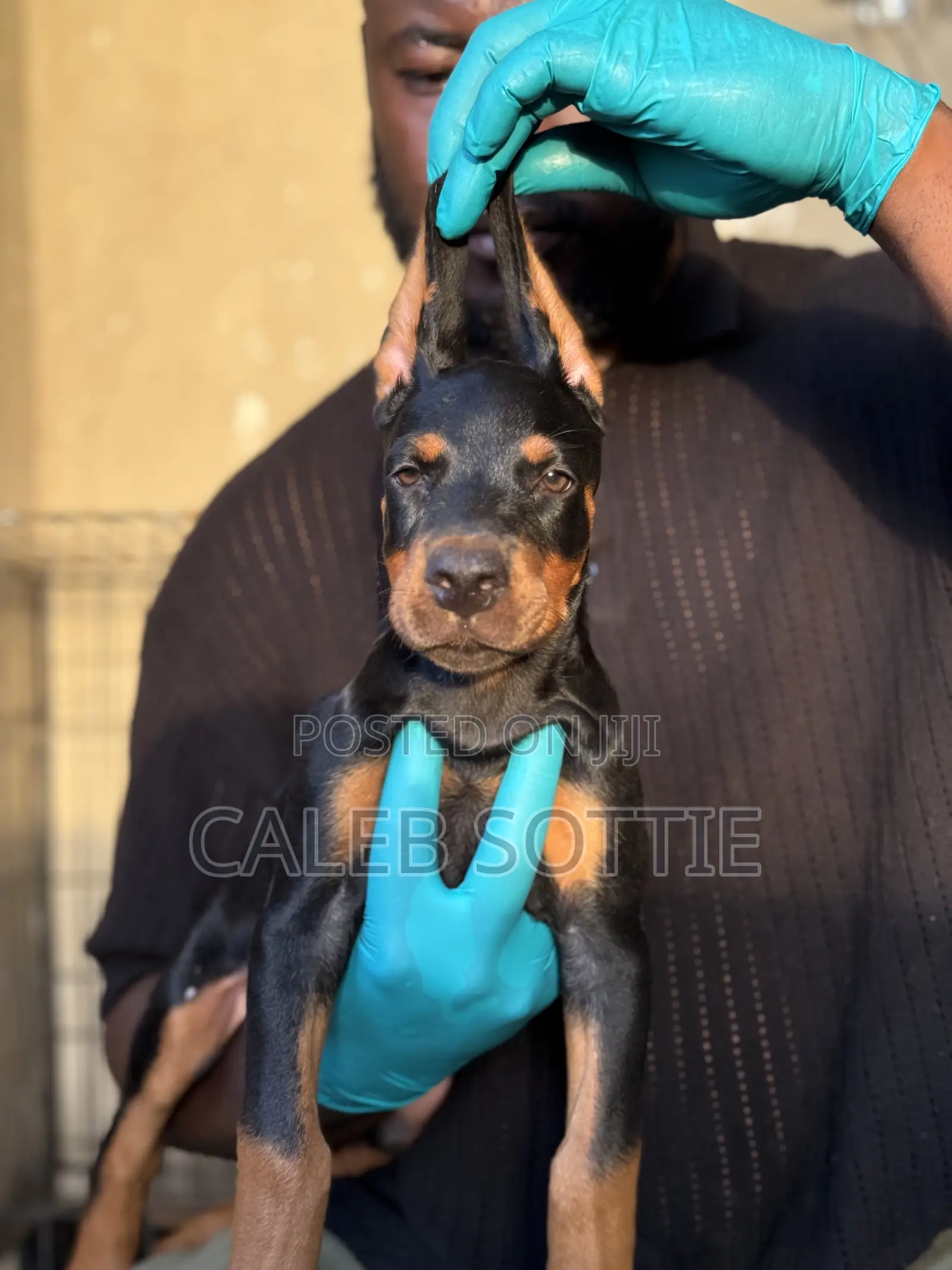 1-3 months Male Purebred Doberman Pinscher