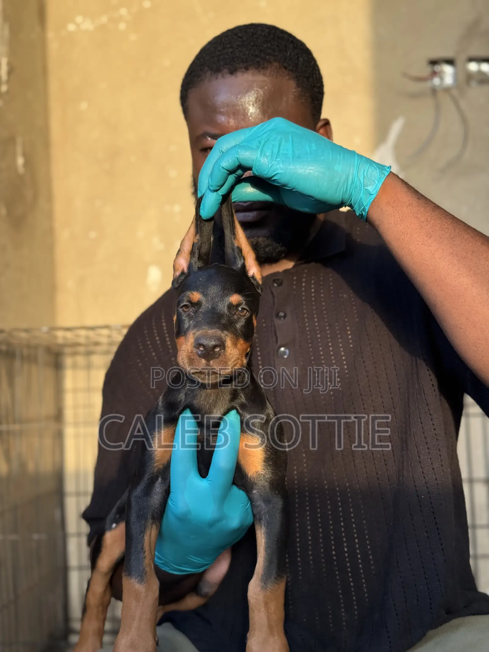 1-3 months Male Purebred Doberman Pinscher
