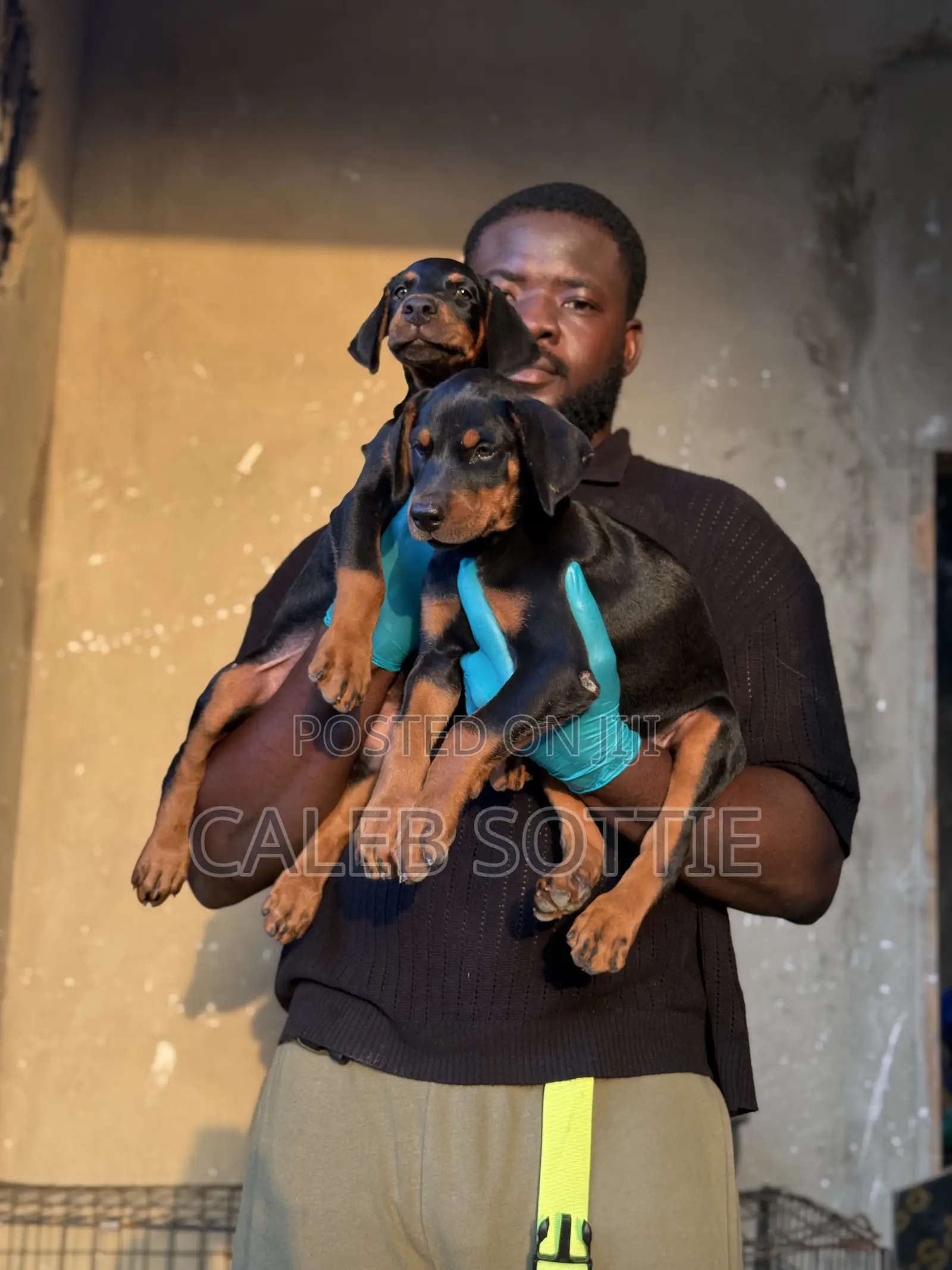 1-3 months Male Purebred Doberman Pinscher