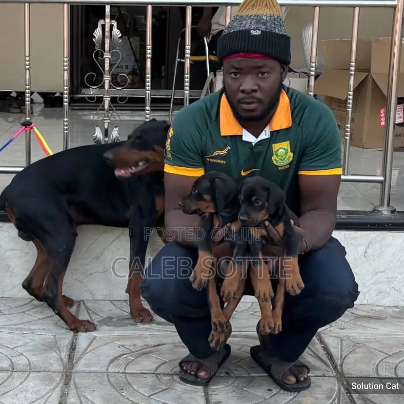 1-3 months Male Purebred Doberman Pinscher