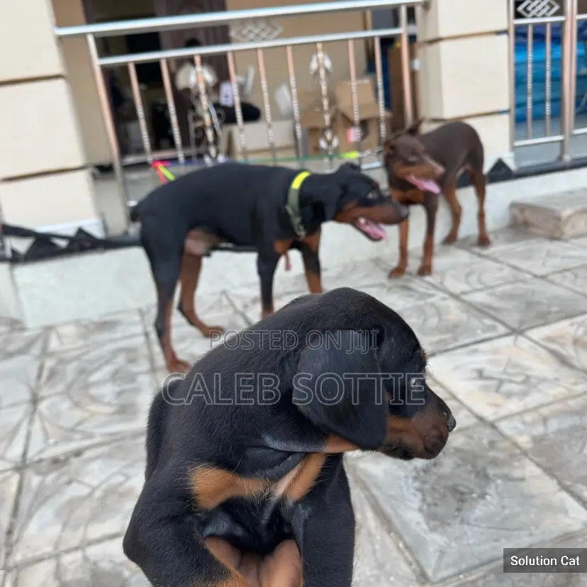 1-3 months Male Purebred Doberman Pinscher