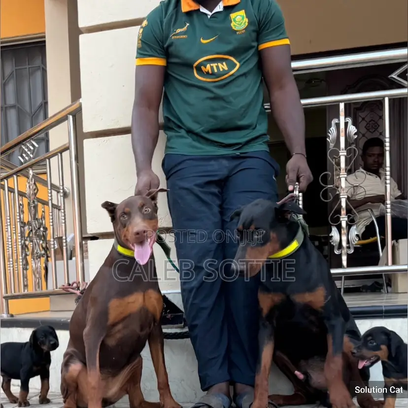 1-3 months Male Purebred Doberman Pinscher