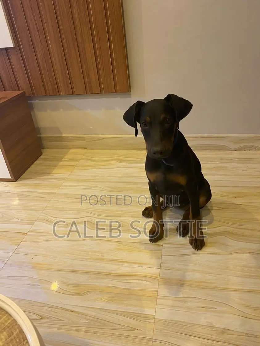 1-3 months Female Purebred Doberman Pinscher
