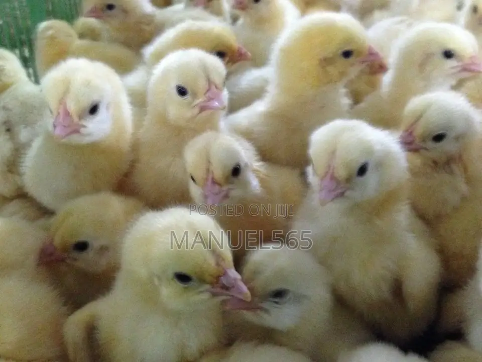 Broiler Day Old Chicks