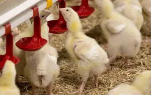 Broiler Day Old Chicks
