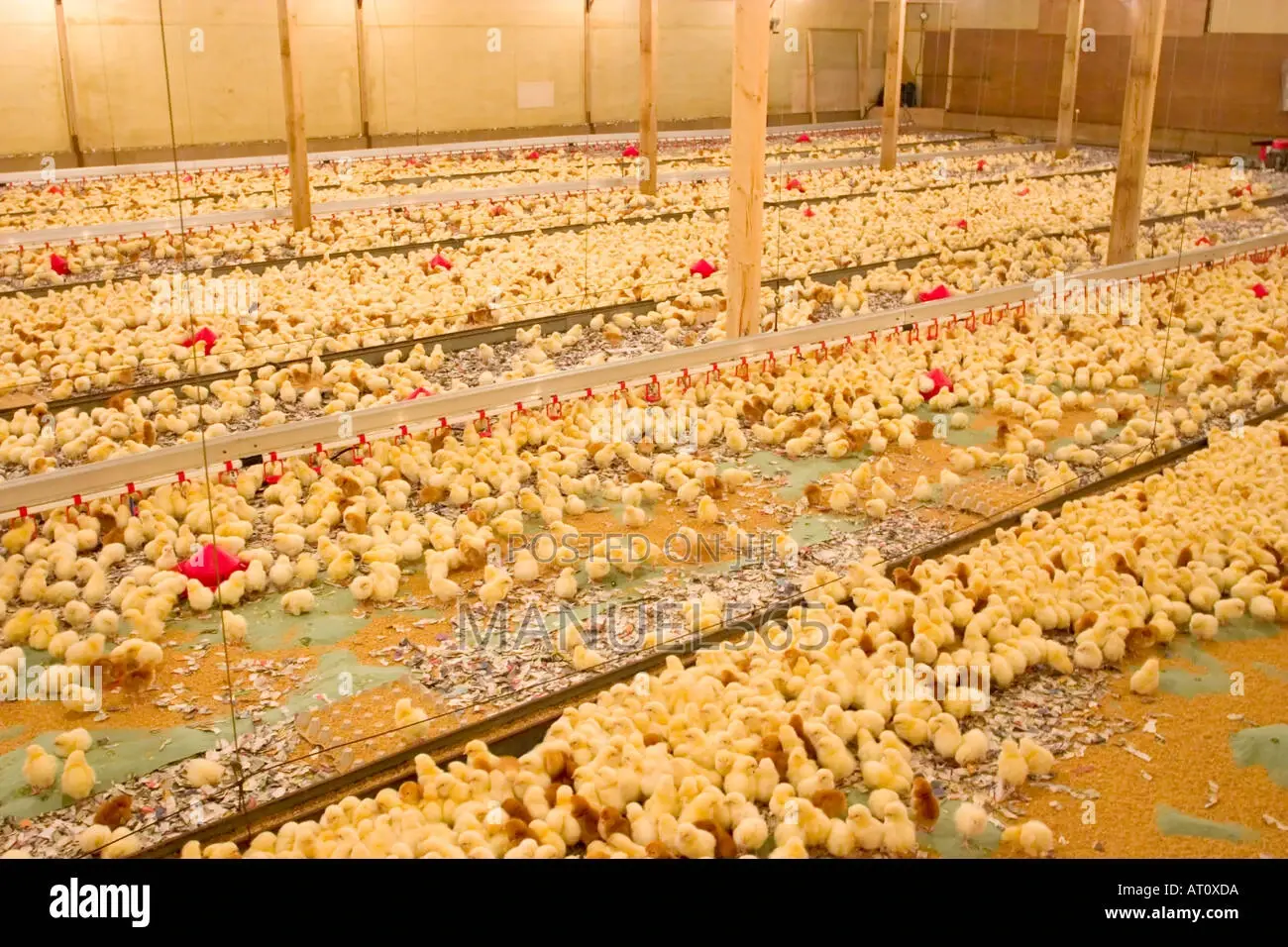 Broiler Day Old Chicks