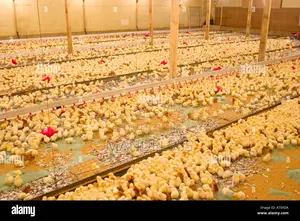 Broiler Day Old Chicks